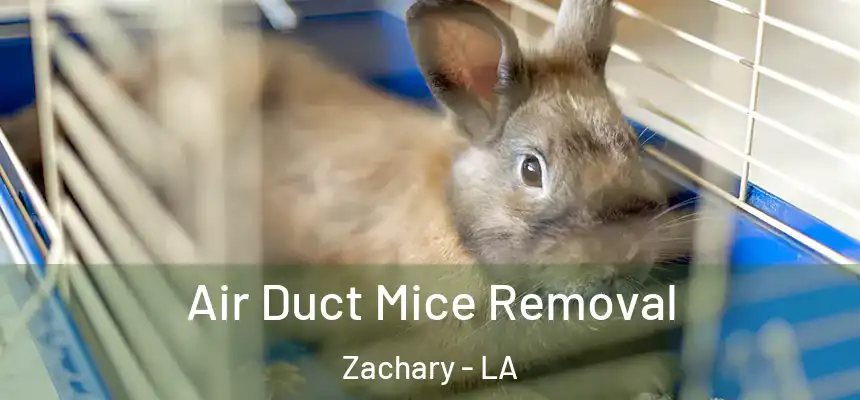 Air Duct Mice Removal Zachary - LA